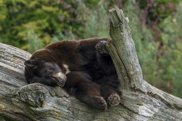 American black bear (Ursus americanus) brown color variation with white blaze on the chest sleeping in dead tree