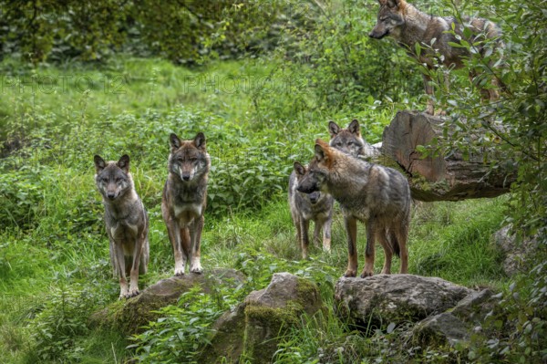 Wolf pack of six Eurasian wolves, European grey wolves (Canis lupus lupus) adults and 5 months old pups hunting in forest, woodland
