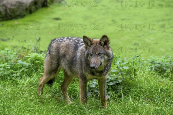 Eurasian wolf, European grey wolf (Canis lupus lupus) 5 months old pup standing on bank of pond covered in duckweed in forest, woodland in autumn