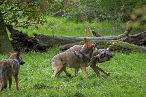 Two 5 months old pups play fighting at wolf pack of Eurasian wolves, European grey wolves (Canis lupus lupus) in forest, woodland in autumn