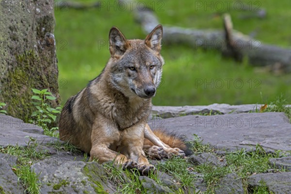 Eurasian wolf, European grey wolf (Canis lupus lupus) resting on rock at edge of forest