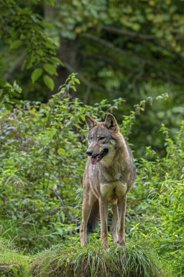 Eurasian wolf, European grey wolf (Canis lupus lupus) standing in thicket, underbrush at edge of forest