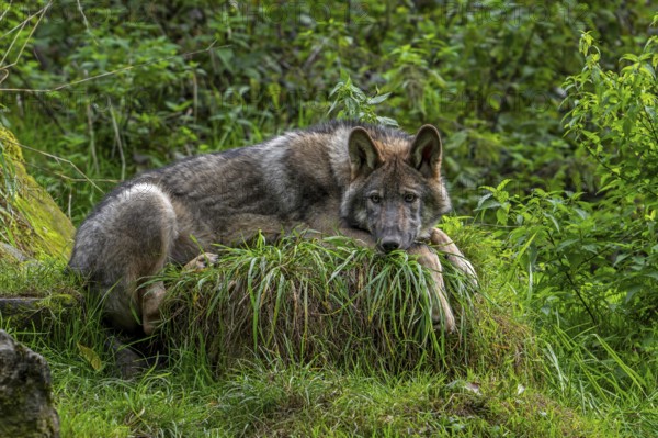 Eurasian wolf, European grey wolf (Canis lupus lupus) resting in thicket, underbrush at edge of forest