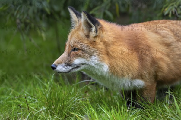 Hunting red fox (Vulpes vulpes) leaving thicket at edge of forest and stalking prey in meadow, grassland
