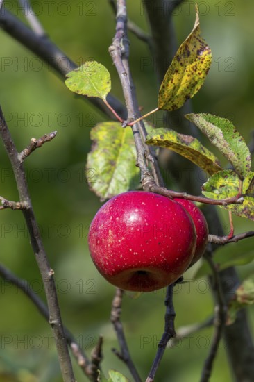 Two ripe red apples hanging from branch in apple tree (Malus domestica) in autumn, fall