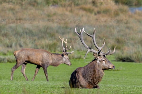 Two rutting red deer (Cervus elaphus) stags with big antlers resting in grassland during the rut in autumn, fall
