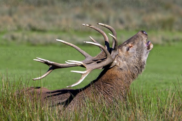Rutting red deer (Cervus elaphus) stag with big antlers roaring, burling in grassland during the rut in autumn, fall