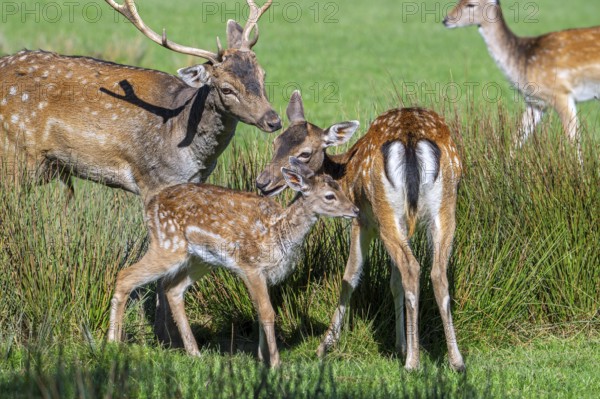 European fallow deer (Dama dama) fawn with buck and does in grassland in autumn, fall