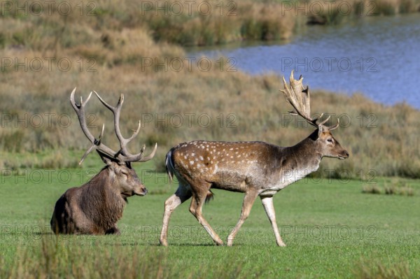 European fallow deer (Dama dama) buck, male and red deer stag (Cervus elaphus) with big antlers in grassland on lake bank in autumn, fall