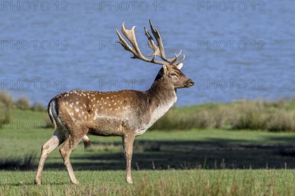 European fallow deer (Dama dama) buck, male with big antlers in grassland on lake bank in autumn, fall
