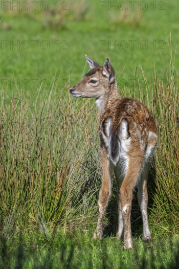 European fallow deer (Dama dama) fawn in grassland in autumn, fall