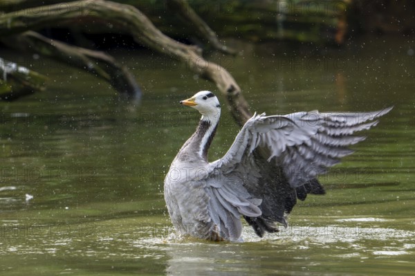 Bar-headed goose (Anser indicus) swimming in pond and flapping wings, exotic species native to Central Asia