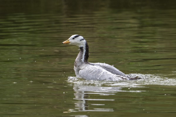 Bar-headed goose (Anser indicus) swimming in pond, exotic species native to Central Asia