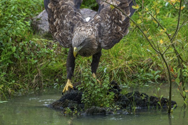 White-tailed eagle, Eurasian sea eagle, erne (Haliaeetus albicilla) adult drinking water from pond