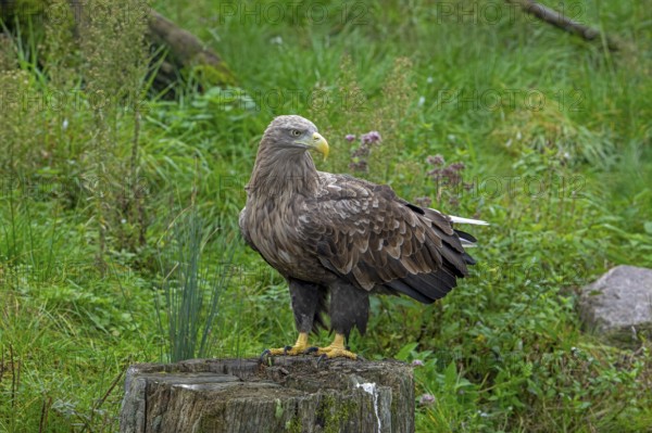 White-tailed eagle, Eurasian sea eagle, erne (Haliaeetus albicilla) adult perched on tree stump at forest edge in autumn, fall