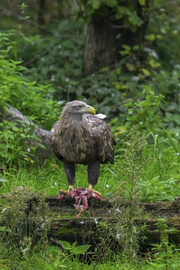 White-tailed eagle, Eurasian sea eagle, erne (Haliaeetus albicilla) adult feeding on killed rabbit prey