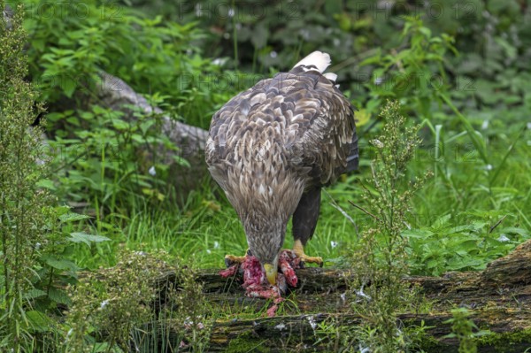 White-tailed eagle, Eurasian sea eagle, erne (Haliaeetus albicilla) adult feeding on killed rabbit prey