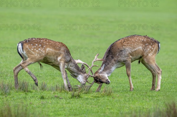 Two European fallow deer (Dama dama) bucks, males fighting by locking antlers in grassland during the autumn rut in October