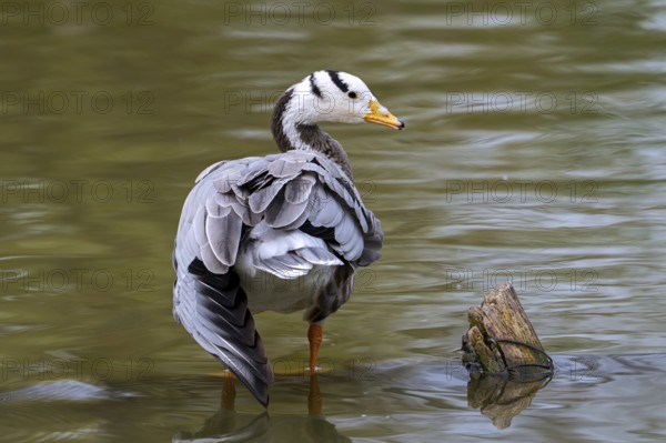 Bar-headed goose (Anser indicus) standing in shallow water of pond, exotic species native to Central Asia