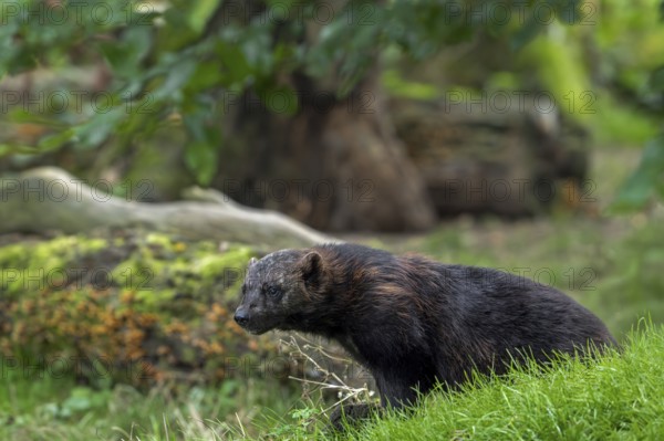Wolverine, glutton, carcajou (Gulo gulo) foraging in forest, native to Scandinavia, Russia, Siberia, Canada and Alaska