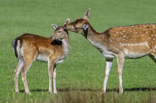 European fallow deer (Dama dama) doe, female licking fawn's head in grassland in autumn