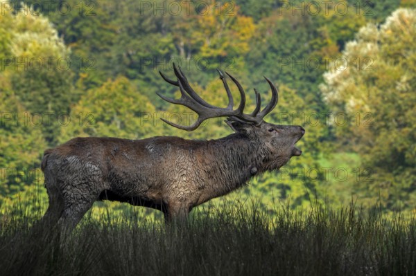 Rutting red deer (Cervus elaphus) stag with big antlers and covered in mud roaring, burling in grassland during the rut in autumn, fall