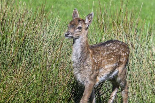 European fallow deer (Dama dama) fawn in grassland in autumn, fall