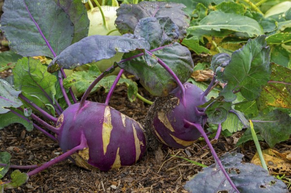 Kohlrabi, German turnips, turnip cabbages (Brassica oleracea var. gongylodes) in vegetable garden in autumn, fall