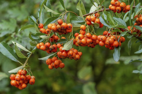 Orange berries of the common sea buckthorn, sandthorn, sallowthorn shrub (Hippophae rhamnoides, Argussiera rhamnoides) in autumn, fall