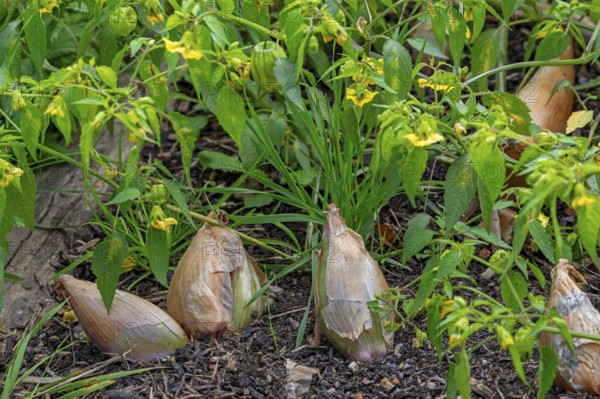 Shallot bulbs (Allium ascalonicum) in vegetable garden in autumn, fall