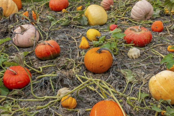 Cucurbita fruits also known as squash, pumpkins or gourds in vegetable garden in autumn, fall