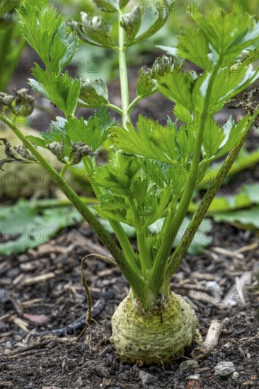 Celeriac, celery root, knob celery, turnip-rooted celery (Apium graveolens var. rapaceum) in vegetable garden in autumn, fall