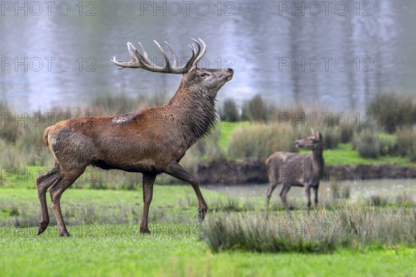 Majestic red deer (Cervus elaphus) stag with big antlers and hind in grassland on lake shore during the rut in autumn, fall