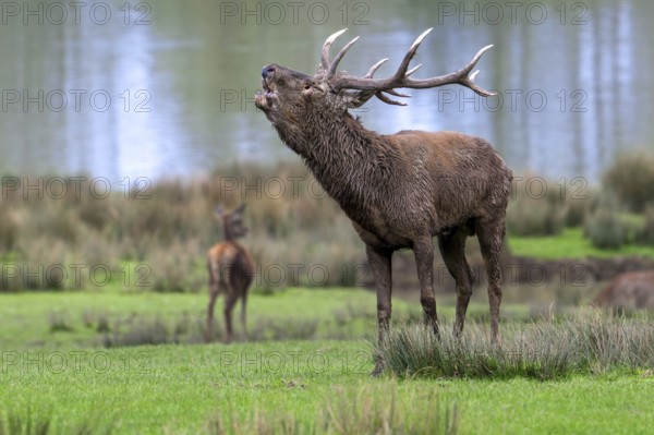 Rutting red deer (Cervus elaphus) stag with big antlers roaring, burling in grassland on lake shore during the rut in autumn, fall