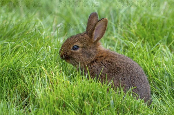 Young Brown Chestnut of Lorraine, Brun Marron de Lorraine, French breed of domestic rabbit from the Lorraine region in France