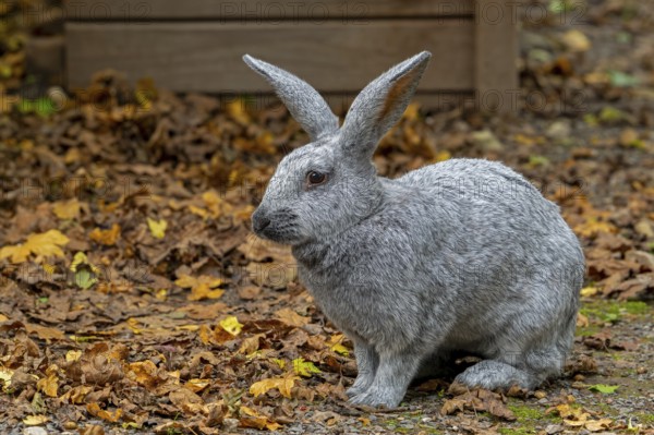 Argenté de Champagne, Argenté rabbit, one of the oldest French domestic rabbit breeds