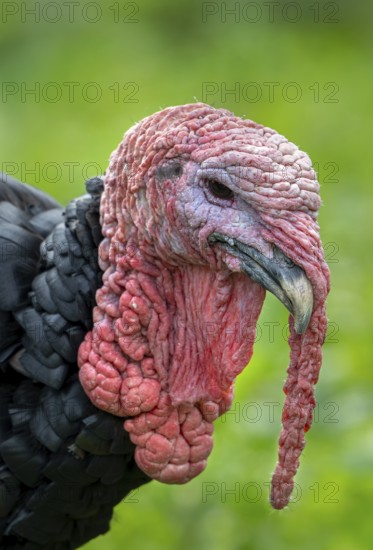 Close-up of head of black domestic turkey showing snood, caruncles and wattle, dewlap