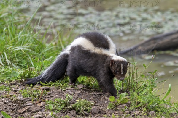 Striped skunk (Mephitis mephitis) walking along pond bank, omnivore native to southern Canada, the United States and northern Mexico