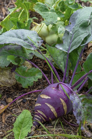 Kohlrabi, German turnip, turnip cabbage (Brassica oleracea var. gongylodes) in vegetable garden in autumn, fall