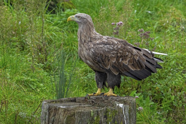 White-tailed eagle, Eurasian sea eagle, erne (Haliaeetus albicilla) adult perched on tree stump at forest edge in autumn, fall
