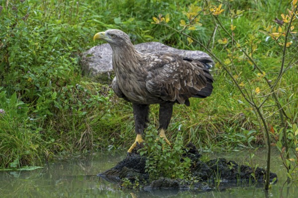 White-tailed eagle, Eurasian sea eagle, erne (Haliaeetus albicilla) adult drinking water from pond