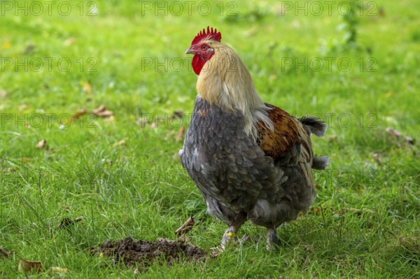 Meusian rooster, poule meusienne, French breed of domestic chicken
