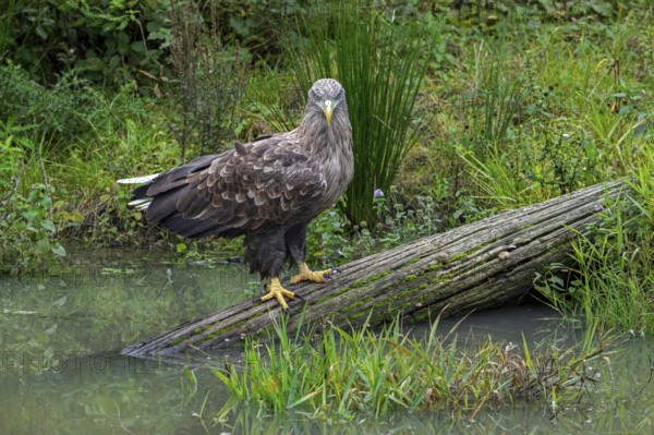 White-tailed eagle, Eurasian sea eagle, erne (Haliaeetus albicilla) adult perched on fallen tree trunk over water in lake