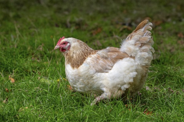 Meusian hen, poule meusienne, French breed of domestic chicken