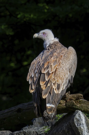 Griffon vulture, Eurasian griffon (Gyps fulvus) scavenger bird native to southern Europe, North Africa and Asia