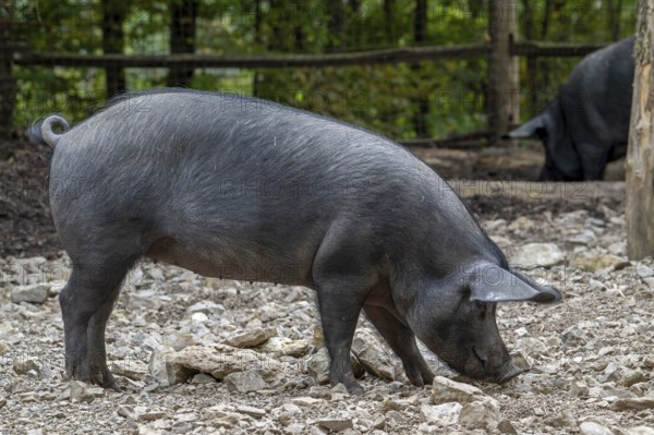 Gascon, rare French breed of domestic pig from southwest France and the Pyrenees