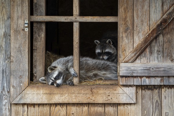 Two common raccoons, North American racoons (Procyon lotor) resting in wooden shed, invasive species native to North America