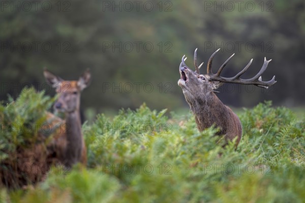 Hind and rutting red deer (Cervus elaphus) stag with big antlers bellowing amongst bracken at edge of forest during the rut in autumn, fall