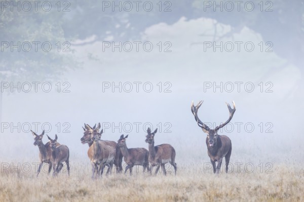 Red deer (Cervus elaphus) stag with big antlers herding harem of hinds through grassland at forest edge in thick mist at dawn during the rut in autumn