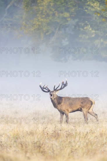 Red deer (Cervus elaphus) stag with big antlers bellowing in grassland at edge of forest in early morning mist at dawn during the rut in autumn, fall